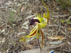 Caladenia stricta