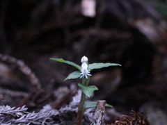 Cheirostylis octodactyla