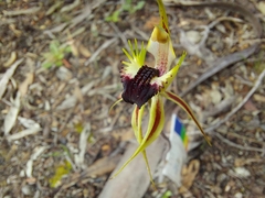 Caladenia stricta
