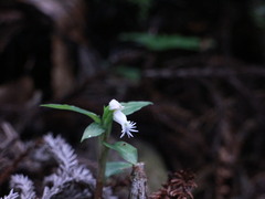 Cheirostylis octodactyla