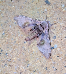 Daphnusa ocellaris