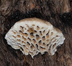 Hexagonia vesparia
