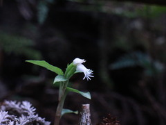 Cheirostylis octodactyla