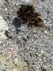 Trapelia placodioides