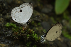 Neopithecops zalmora