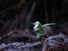 Cheirostylis octodactyla