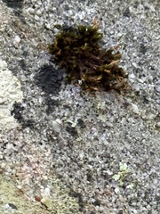 Trapelia placodioides