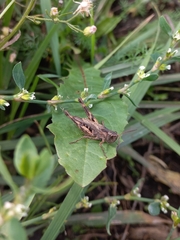 Chorthippus macrocerus