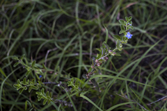 Scutellaria drummondii