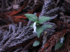 Cheirostylis octodactyla