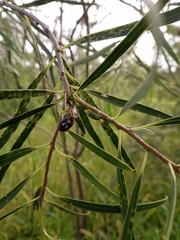 Pseudapines geminata