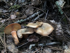 Lactarius rubrilacteus