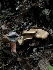 Lactarius rubrilacteus