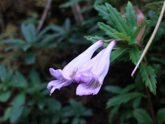 Lysionotus pauciflorus