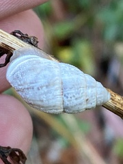 Zebrina detrita