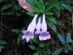 Lysionotus pauciflorus