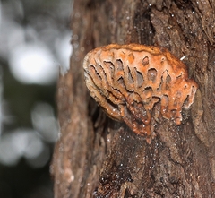 Hexagonia vesparia