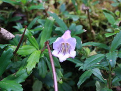 Lysionotus pauciflorus