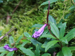 Lysionotus pauciflorus