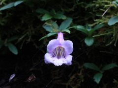 Lysionotus pauciflorus