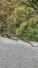 Pseudonaja affinis exilis