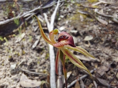 Caladenia cardiochila
