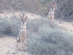 Canis aureus syriacus