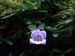 Lysionotus pauciflorus