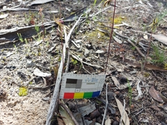 Caladenia cardiochila