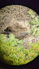 Egernia kingii