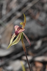 Caladenia cardiochila