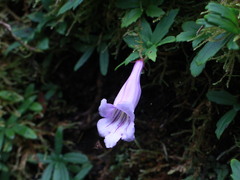 Lysionotus pauciflorus