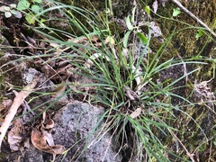 Scleria mackaviensis