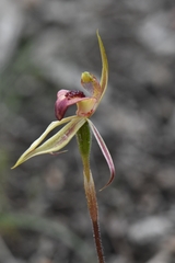 Caladenia cardiochila