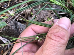 Scleria mackaviensis
