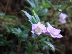 Lysionotus pauciflorus