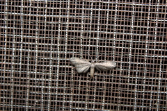 Euacidalia brownsvillea