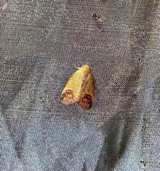 Asinduma exscripta