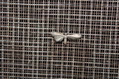 Euacidalia brownsvillea