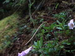 Lysionotus pauciflorus