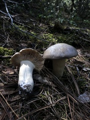 Entoloma