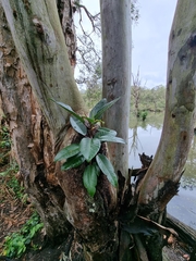 Ficus macrophylla
