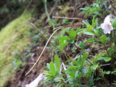 Lysionotus pauciflorus