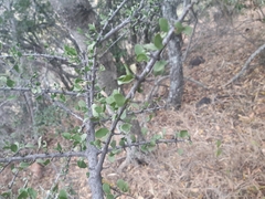 Ehretia rigida
