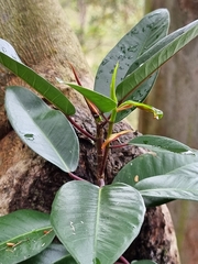Ficus macrophylla
