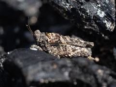 Paratettix argillaceus