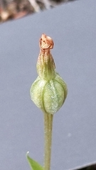 Pterostylis nana