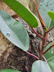 Ficus macrophylla