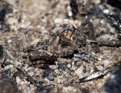 Paratettix argillaceus