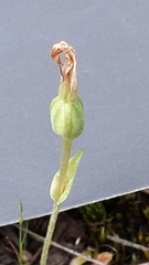 Pterostylis nana